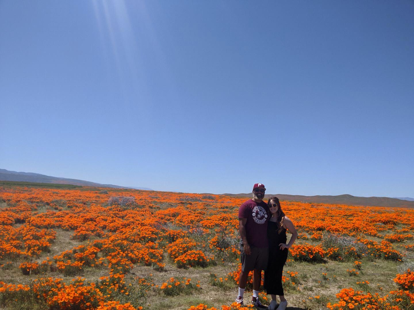California Poppy fields date