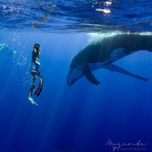 Honeymoon Whale Swim