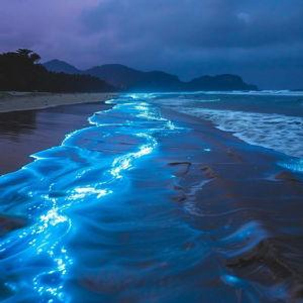 Bioluminescence & Stargazing Night Hike