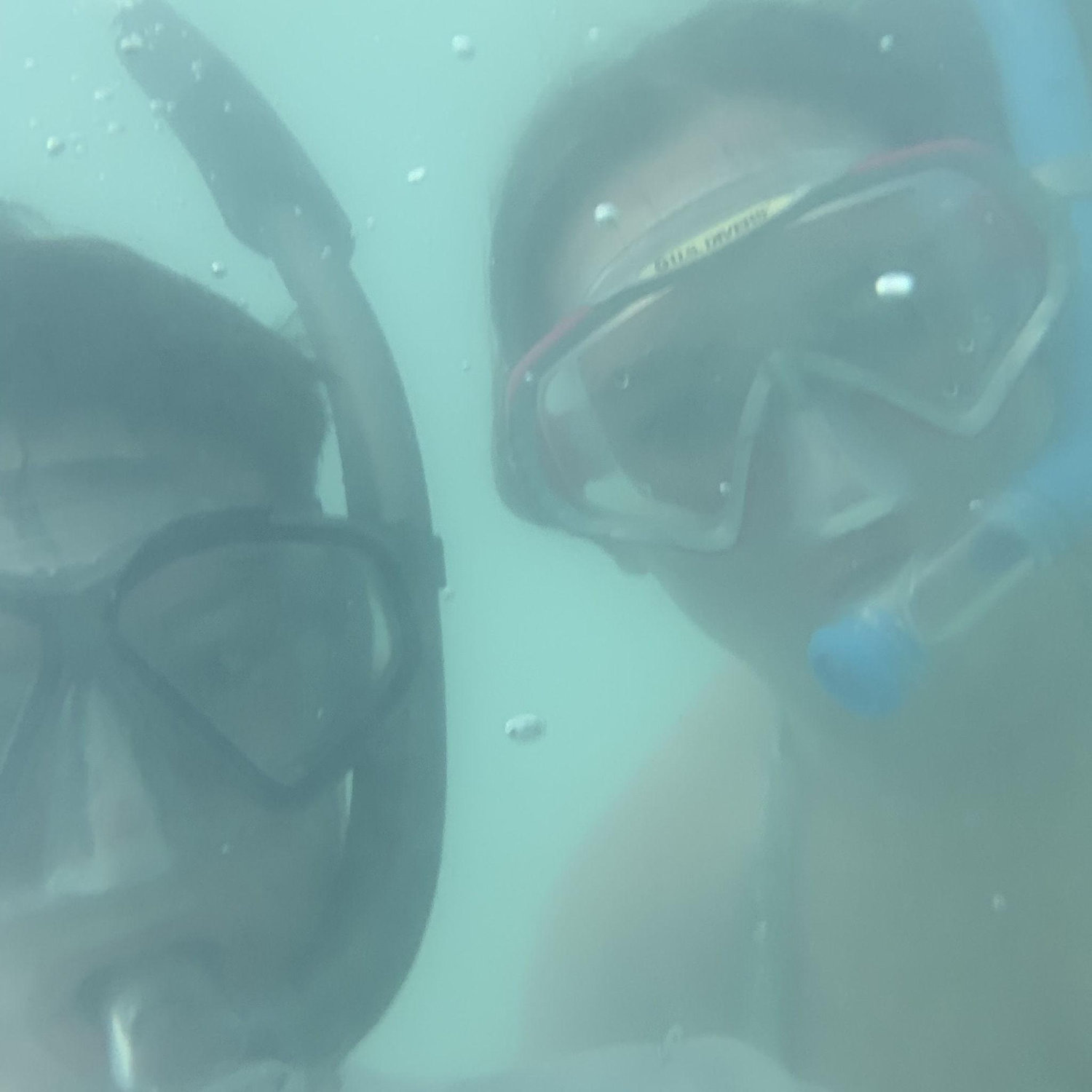 when we accidentally swam up on a barracuda in the Bahamas