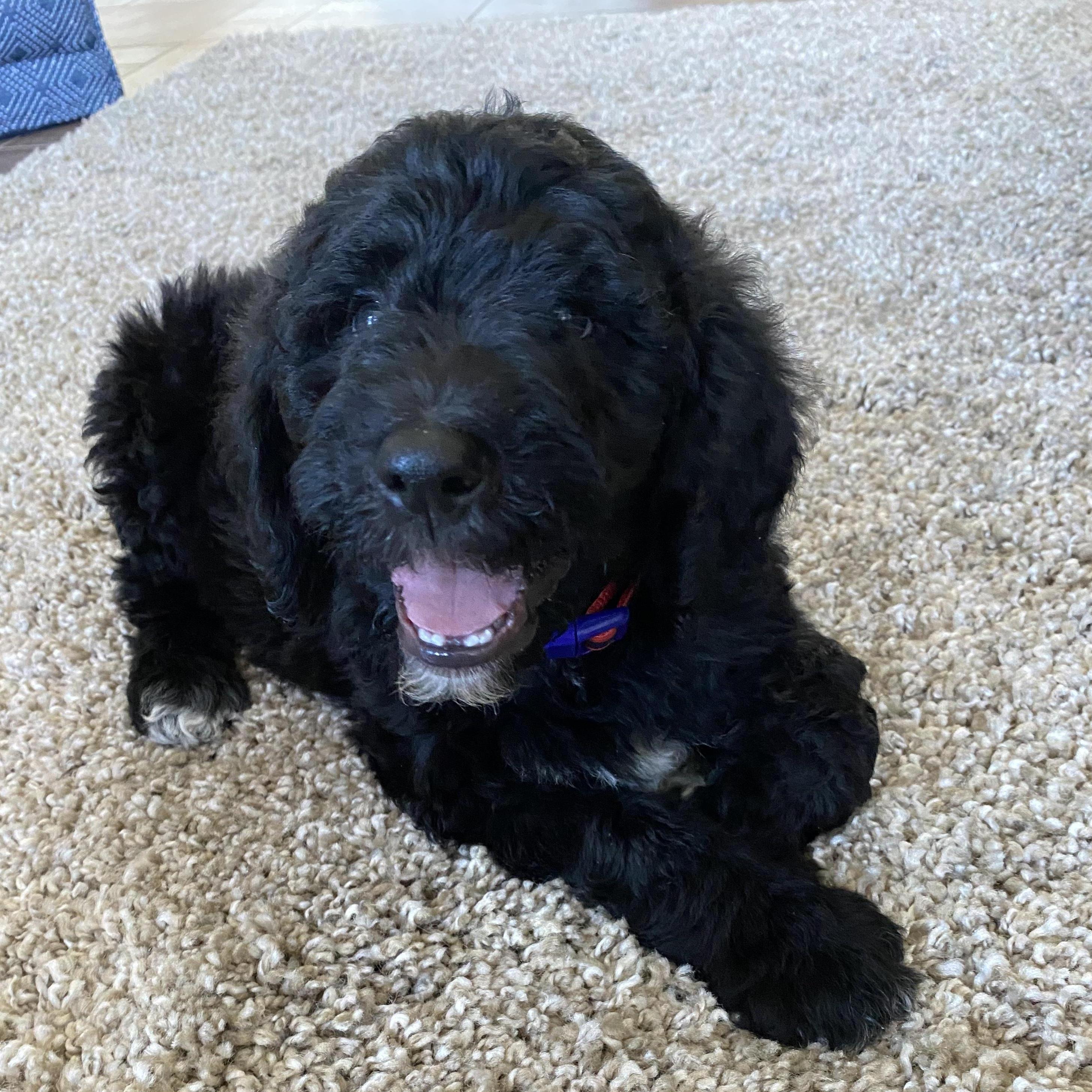 July 11, 2020 was supposed to be our wedding day, instead we got to bring Elmer home!