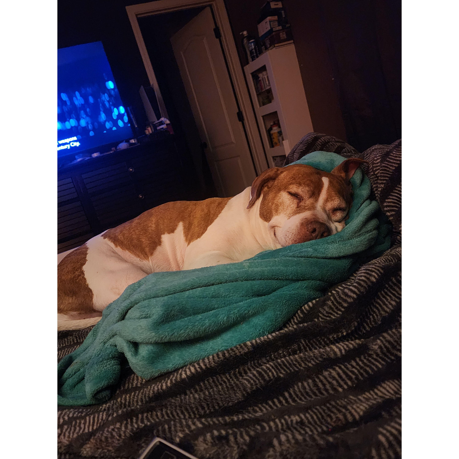 A sleeping smile from Sammy