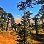 Cedars of God Bsharri
