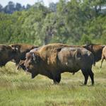 Fort Niobrara National Wildlife Refuge