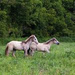 Look for the wild horses of the Ozarks