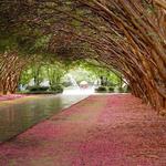 The Dallas Arboretum and Botanical Garden