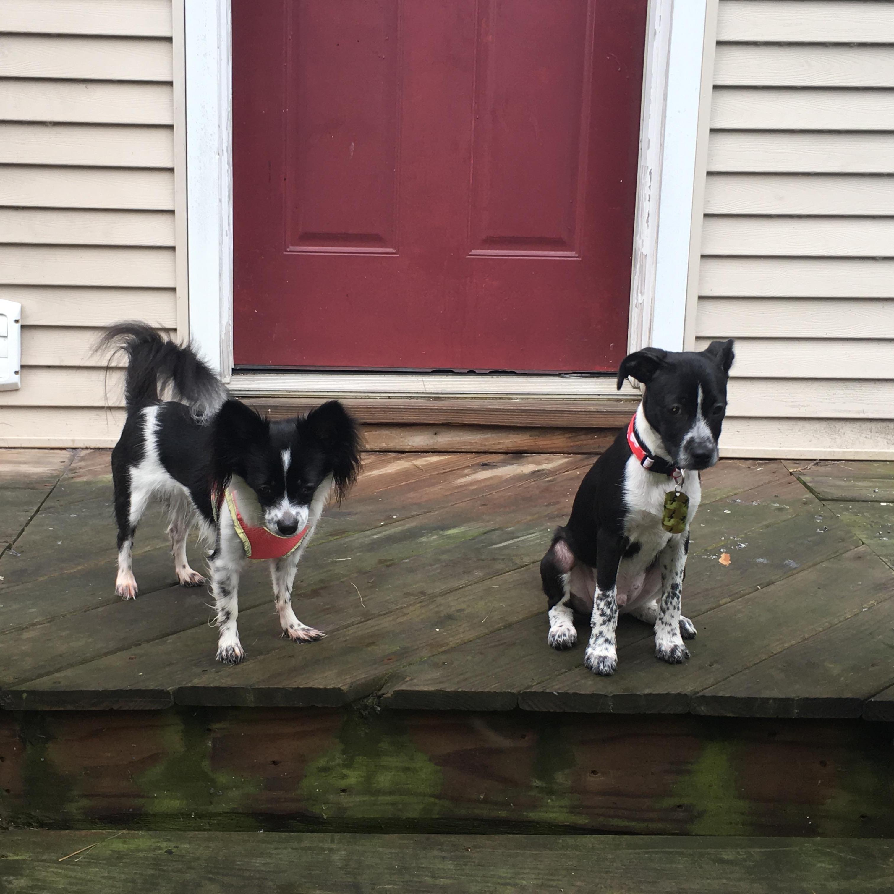 Our FurBabies Milo & Luna Belle