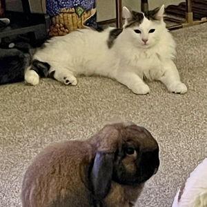 A Year of Vet Visits