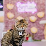 Purrfecto Cat Lounge