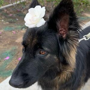 Our Pet Fund