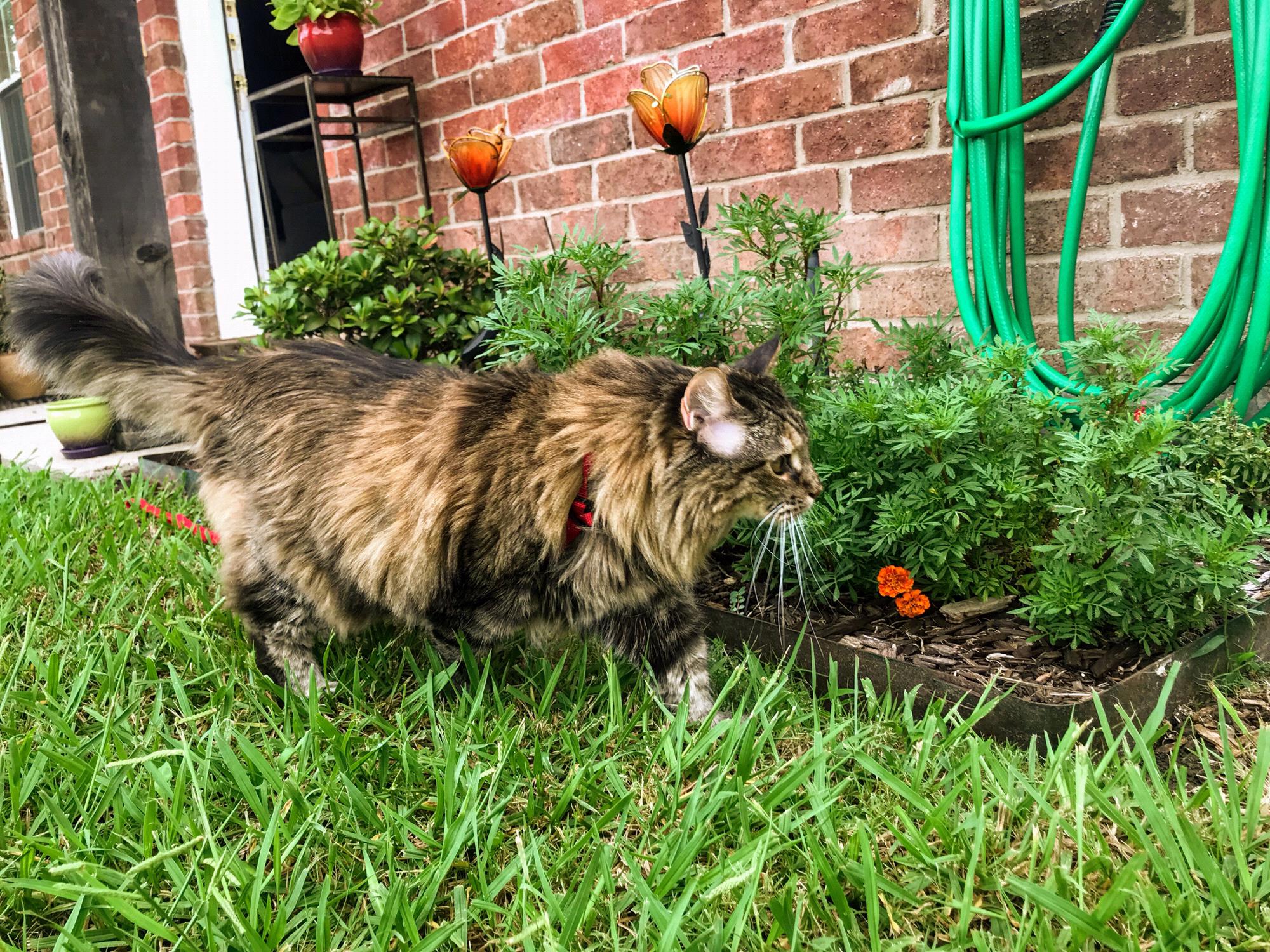 She is the most confident kitty outside.