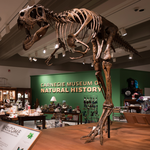 Carnegie Museum of Natural History & Art
