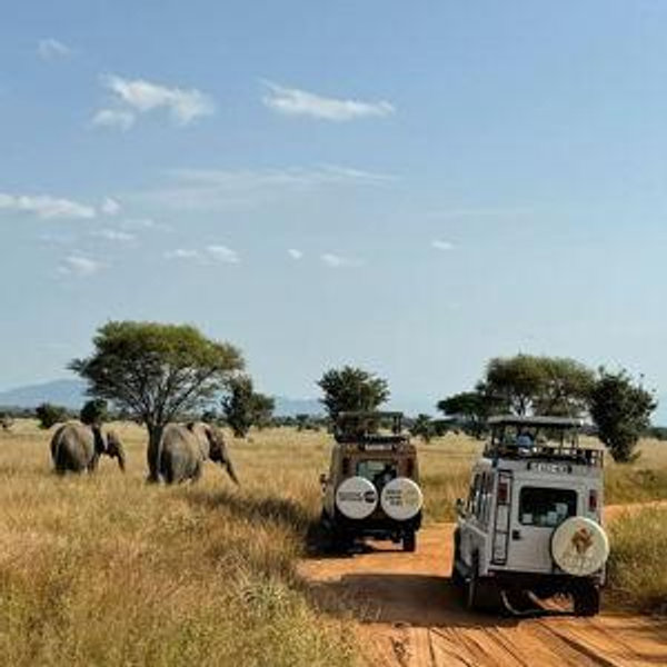 African Safari Honeymoon