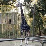 Audubon Zoo