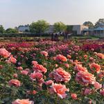 Norfolk Botanical Gardens