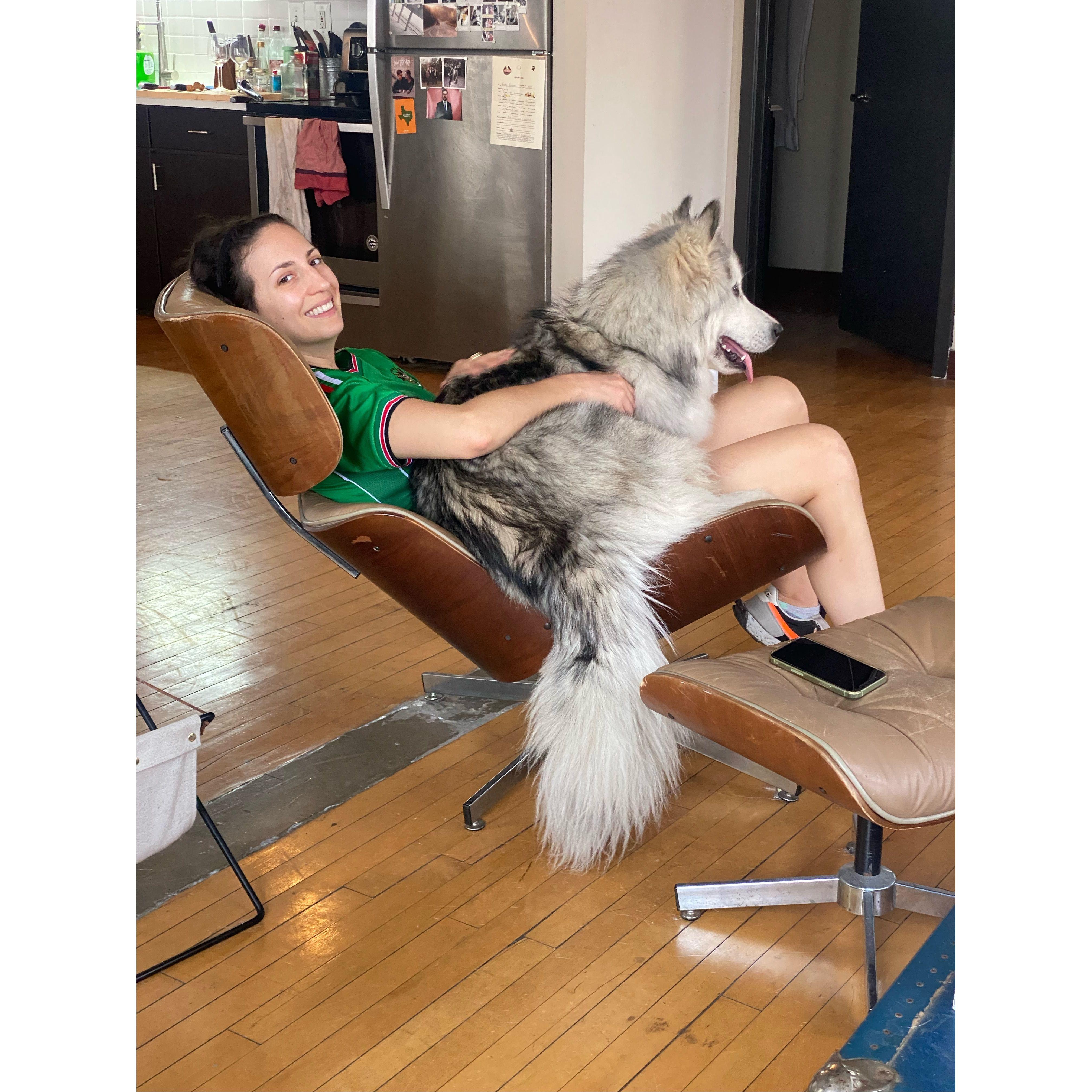 Lap dog #2