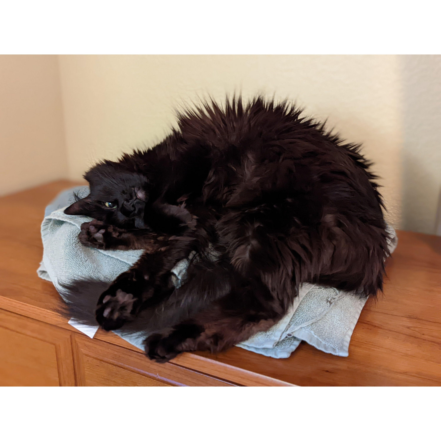 zula the floof meister!!