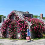 'Sconset Bluff Walk
