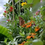 Dahlonega Butterfly Farm
