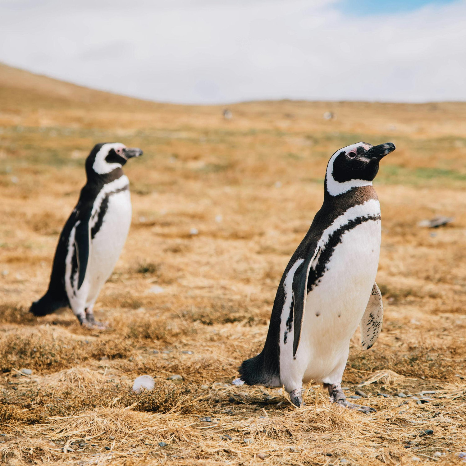 Punta Arenas