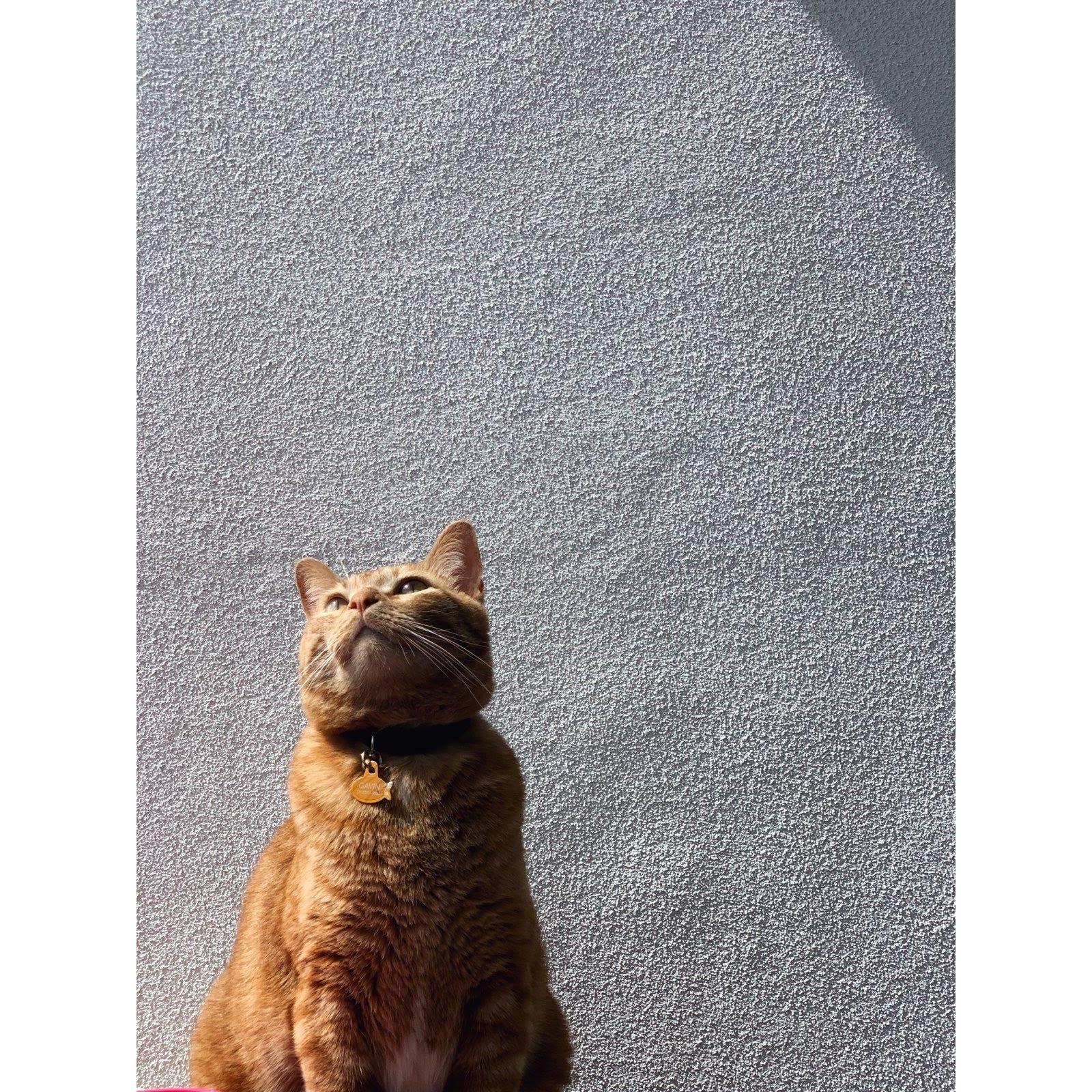 Gavin stands tall and mighty, a protector of civil rights.