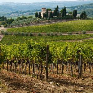 Chianti Wine Tasting
