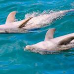 Dolphin Habitat
