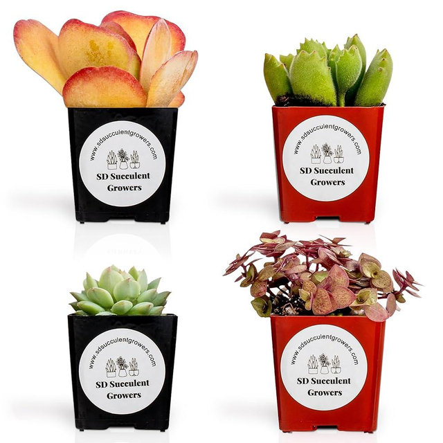Live Succulents Plants Mystery Pack - Variety of Well Rooted Plants in 2 Inch Pots - Real, Small, Assorted Houseplants for Indoor, DIY, Home Decor, Wedding, or Birthday Gifts (4 Pack)