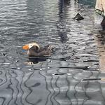 Alaska SeaLife Center