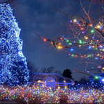 Toledo Zoo - Lights Before Christmas