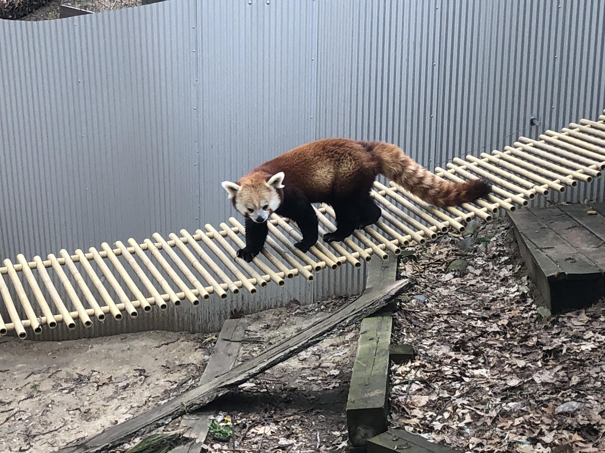 One of the red pandas at the John Ball Zoo.