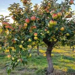 Sponsor a Fruit Tree