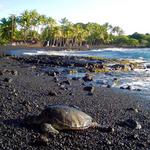 Check Out Punalu'u Beach (aka Black Sands)