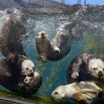 Monterey Bay Aquarium