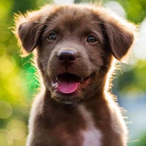 Puppy fund :)