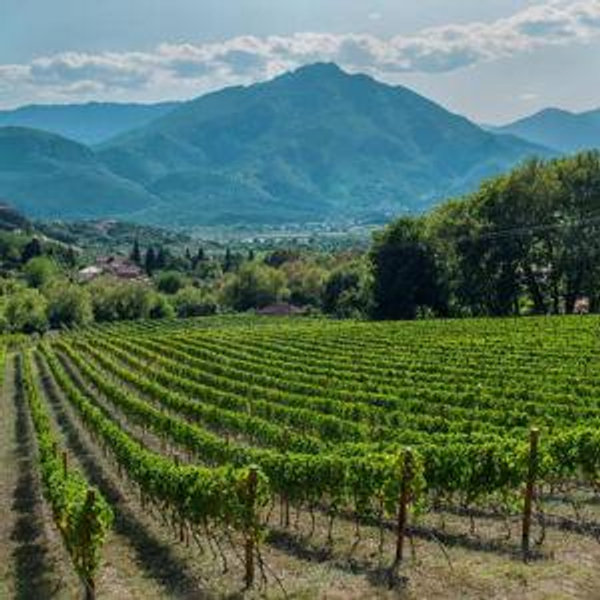 Wine Tasting Tour