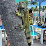 Seaside Cafe at the Mansion