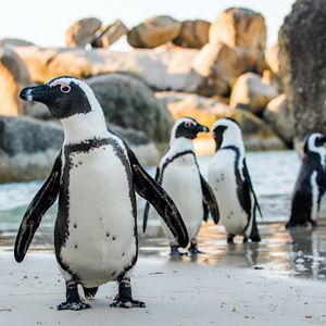 Penguin Expedition at Cape of Good Hope