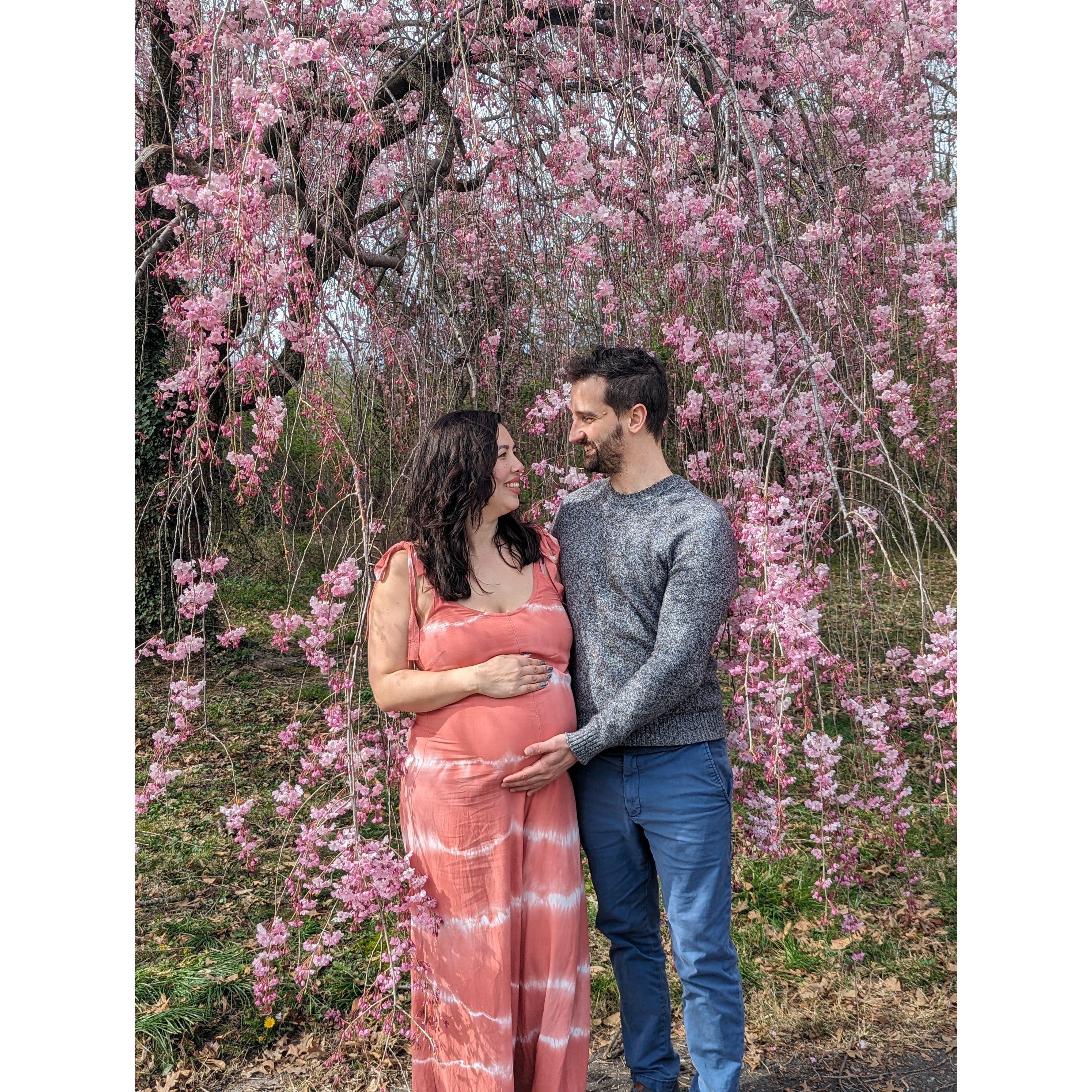 Cherry Blossoms with our dumpling