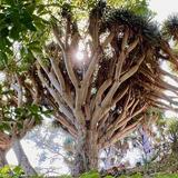 San Diego Botanic Garden