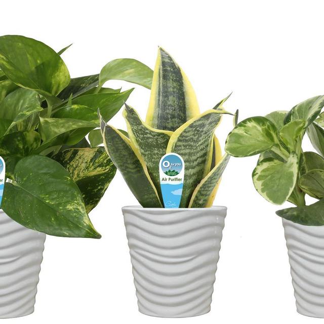Costa Farms Clean Air 3-Pack O2 for You Live House Plant Collection, White Decor Planter