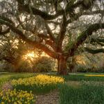 Brookgreen Gardens