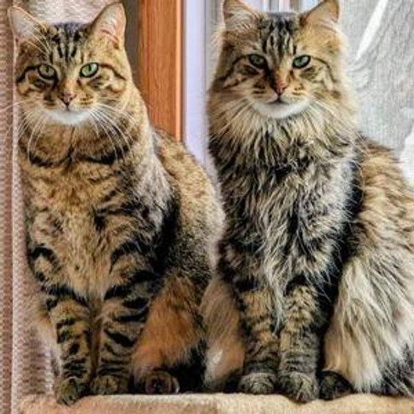 Pet Haven - Foster Based Pet Rescue