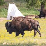 Woolaroc Museum & Wildlife Preserve