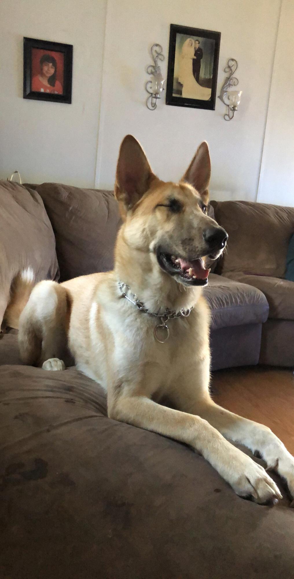 Aiden their 2 eyed dog