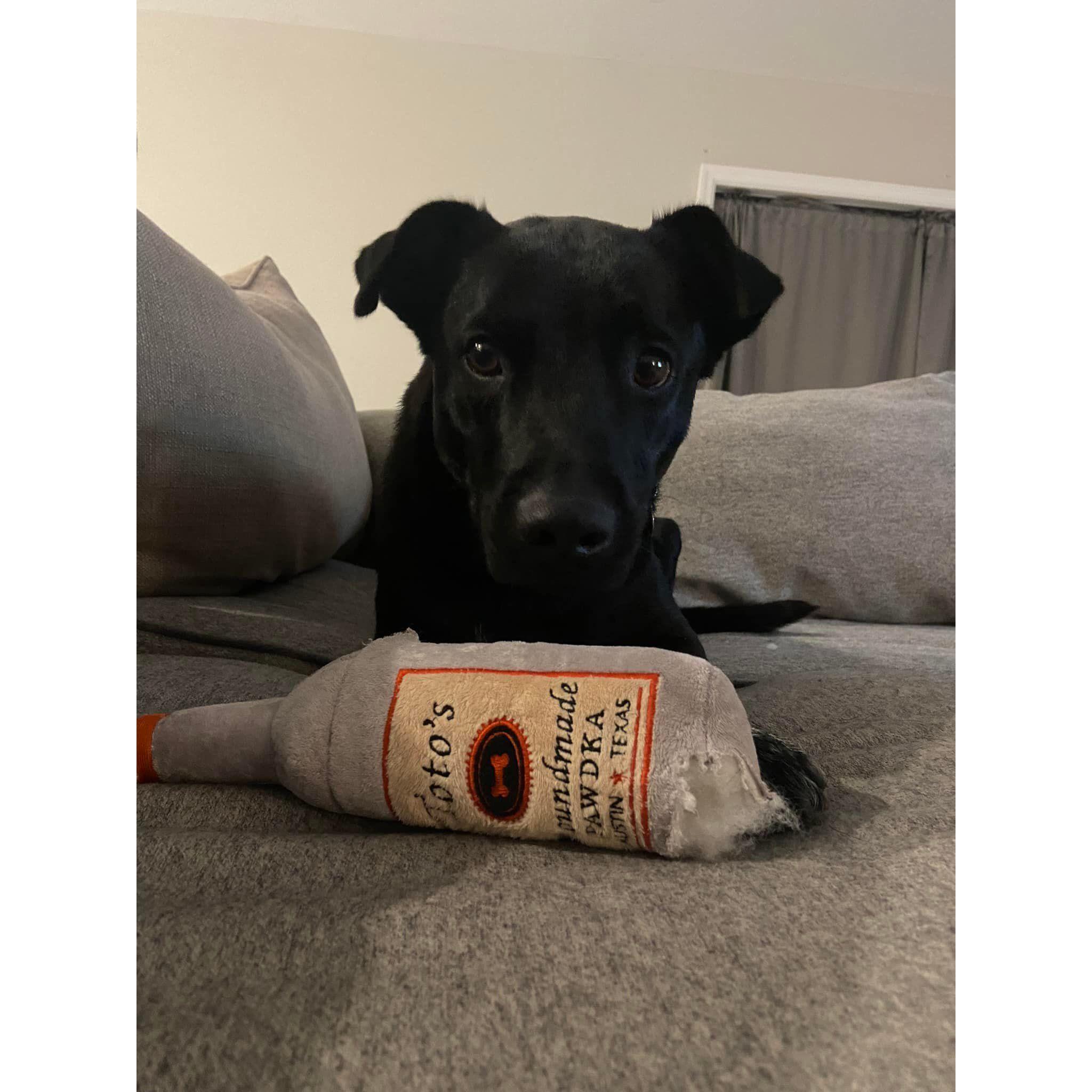 Adopted Tito - Summer 2022