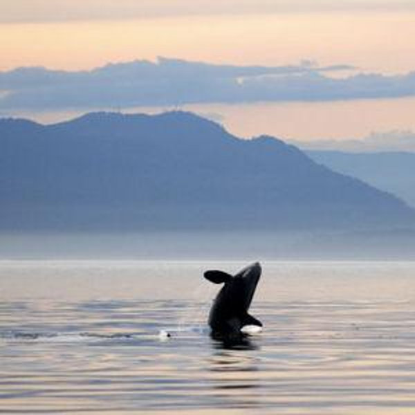 Whale Watching Tour - Seward, AK