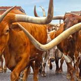 Fort Worth Herd - Cattle Drive