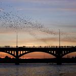 Watch the Bats Fly from Congress Avenue Bridge