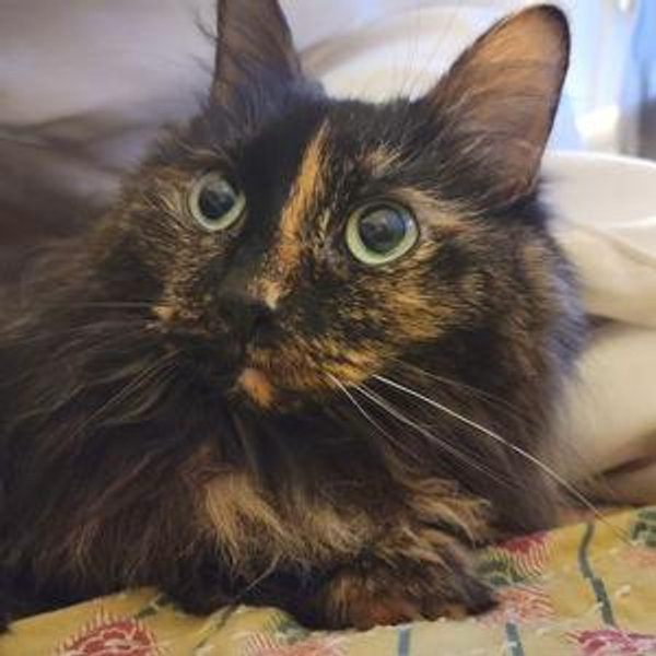 Pet sitting while mom + dad get meow'ied
